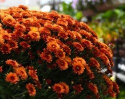 10" Bronze Mum