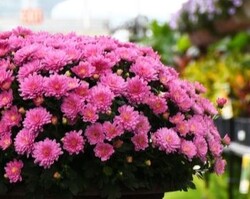 14" Pink/Purple Mum with grass