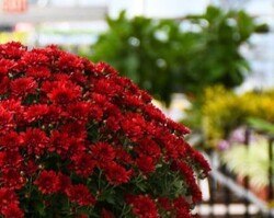 12" Red Mum