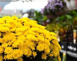 14" Yellow Mum with grass